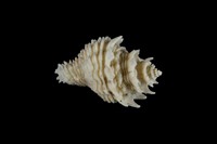 藏品(日本花仙螺)的圖片